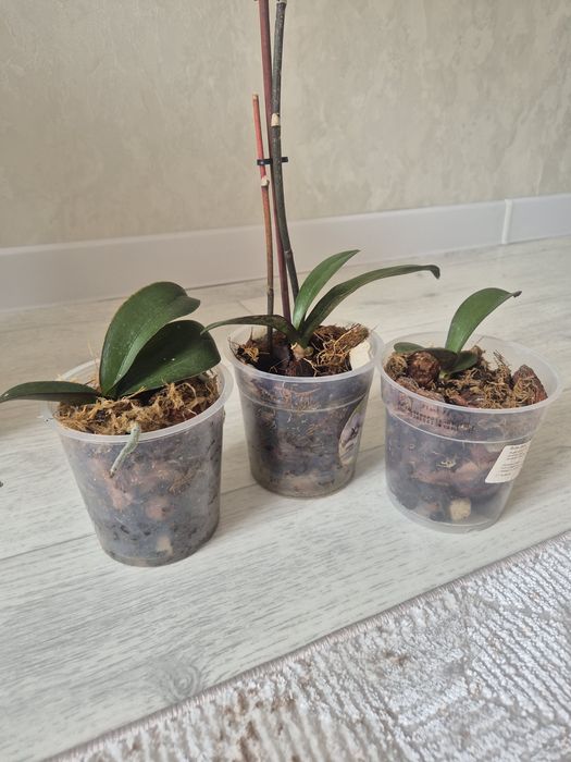 Продам или обменяю  цветочки