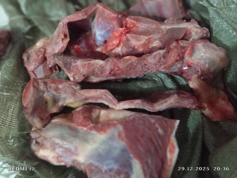 Продам кости ребро Казы  Конина