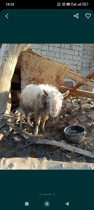 Продаётся козочки