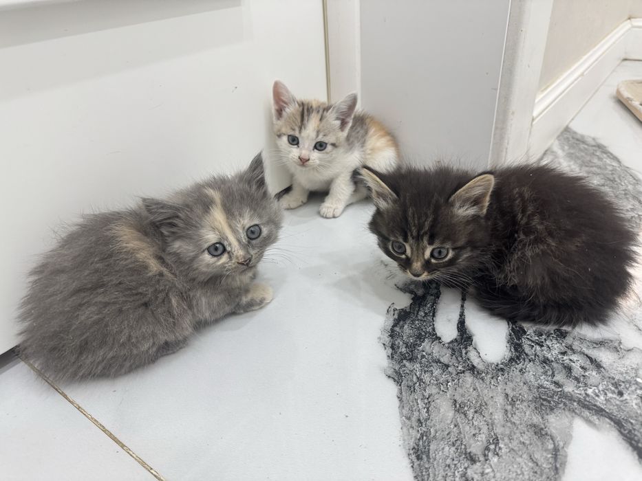маленькие котята в добрые руки