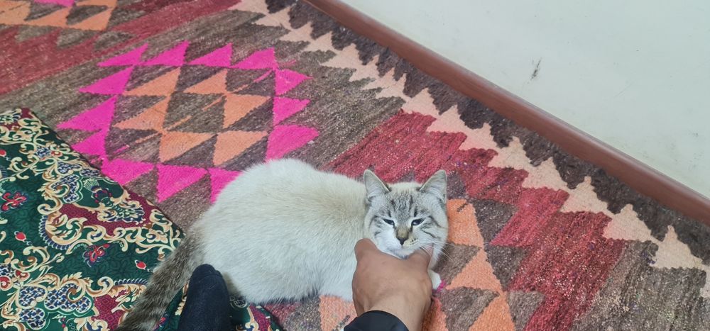 Скоттиш страйт колор пойнт