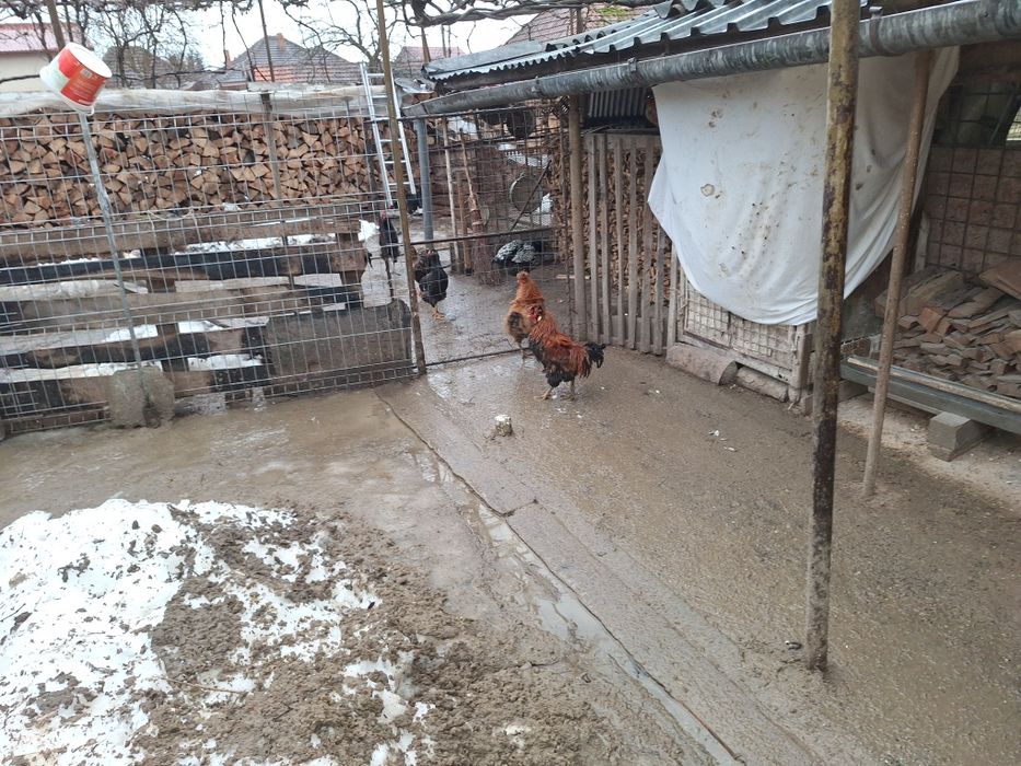 Vind cocosi frezatii 100 buc