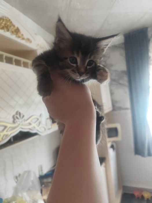 Мейн кун котята.