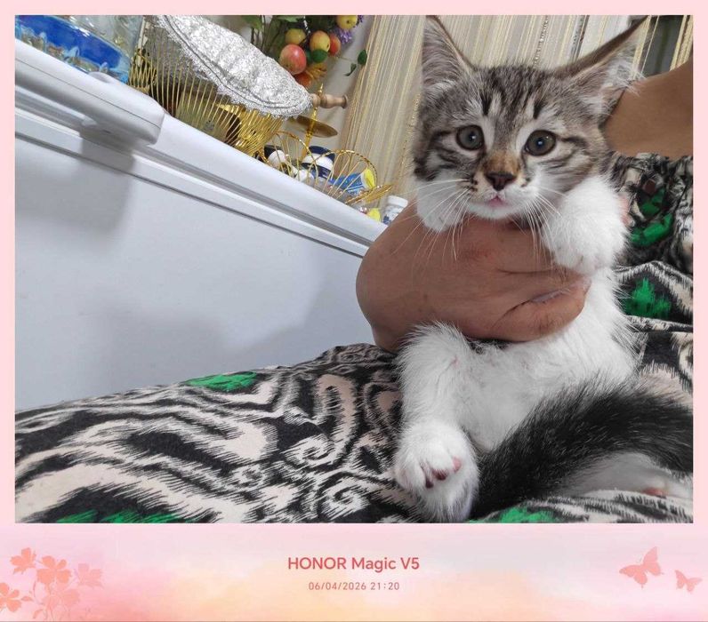 Котенок, дома родился, домашний