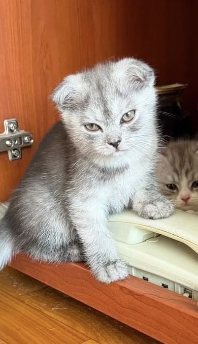 Шотланский веслоухий