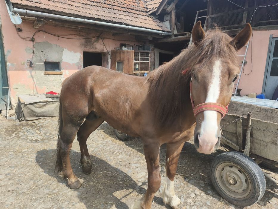 Vând Armăsar face 3 ani