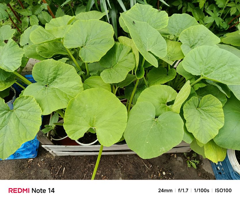 Продаю рассаду в Пригородном