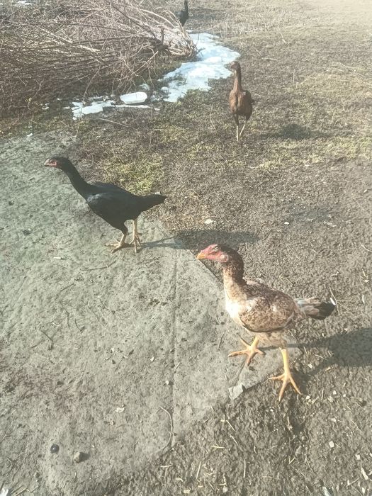 Даканы  продам !!!