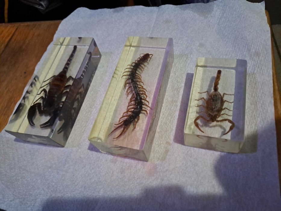 Insectar turnat, scorpion-2buc  si un miriapod
