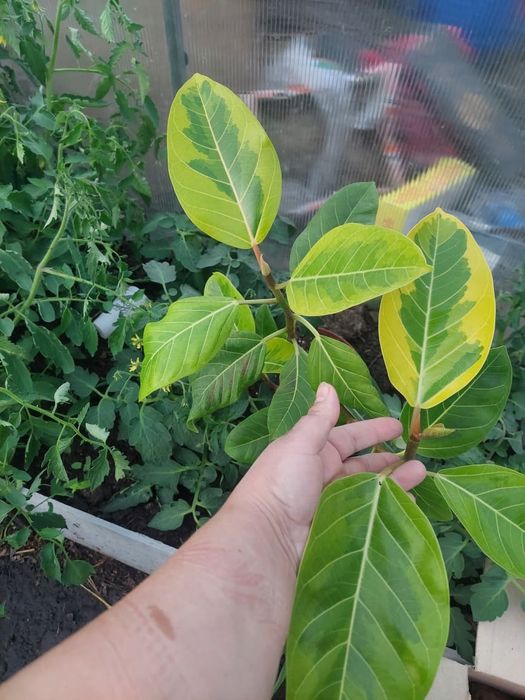 Продам фикусы Умбеллата ,Бенгальский тигр .