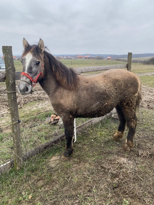 Manz de 1 an de vanzare