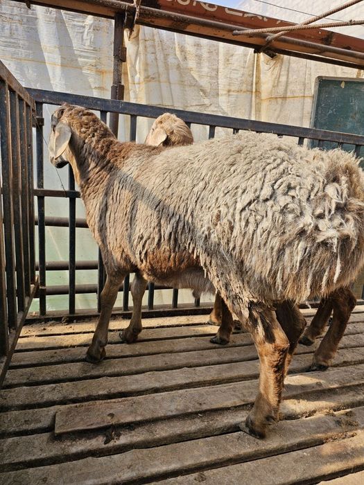 Qirg'iz qo'chqorla sotiladi