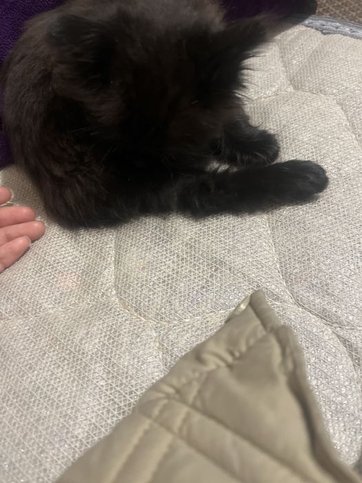 Малинки котик бесплатно