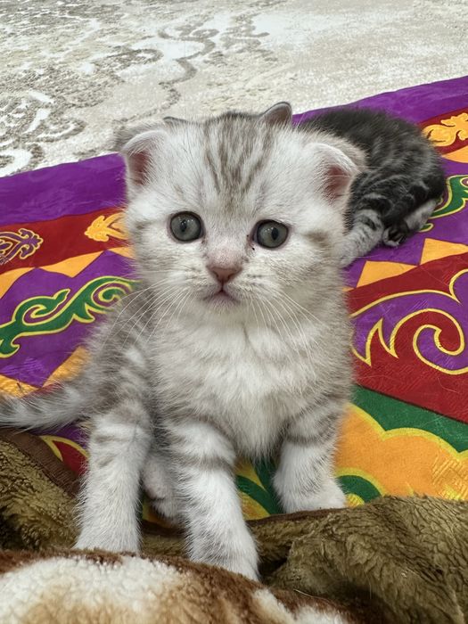 Мысық сатылады 70 000 тг