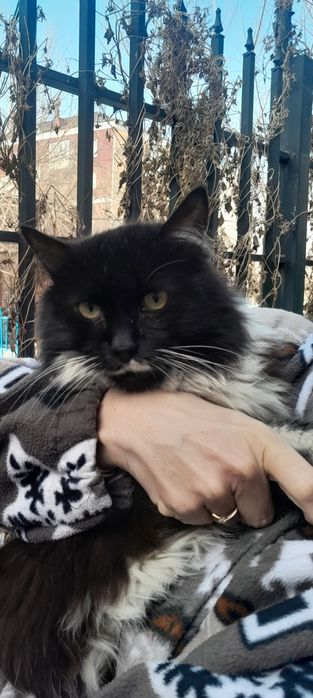 Отдам кошку в добрые руки