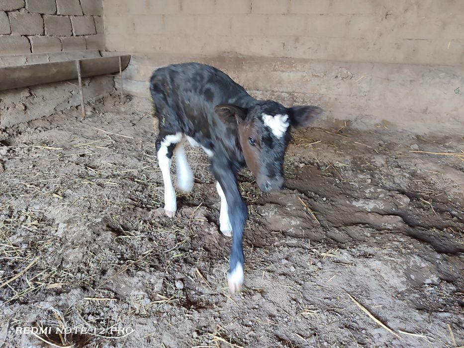 Бұзау сатылады екеуіде ұрғашы