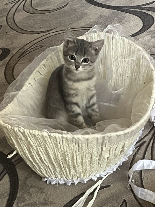2кота 1кошка умные у всех