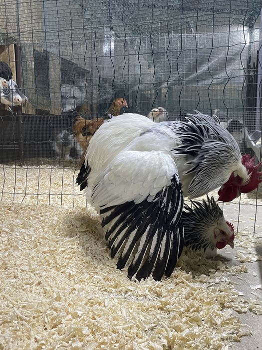 Pui de gaina pui mici Brahma Jersey Giant Australorp Marans La Bresse