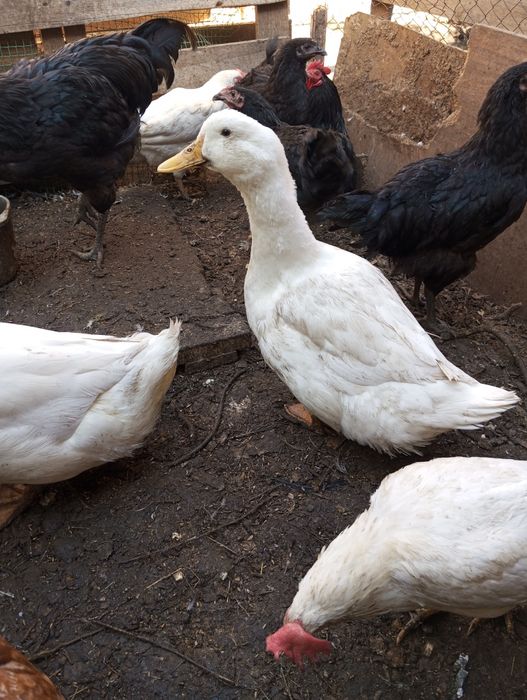 Гуси  на продажу