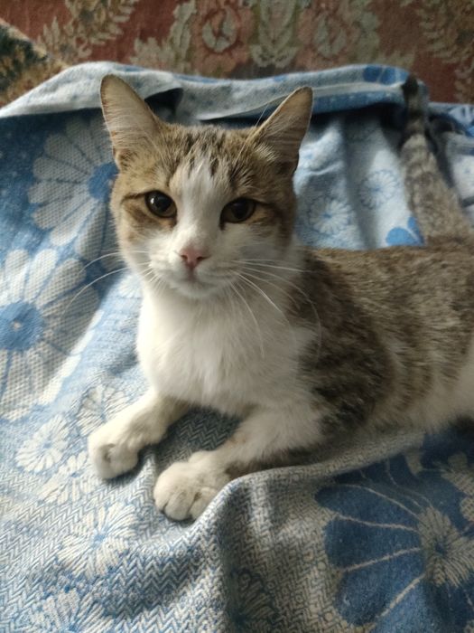 Отдаю бесплатно кошку