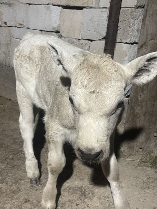 Бұзау сатылады бузау