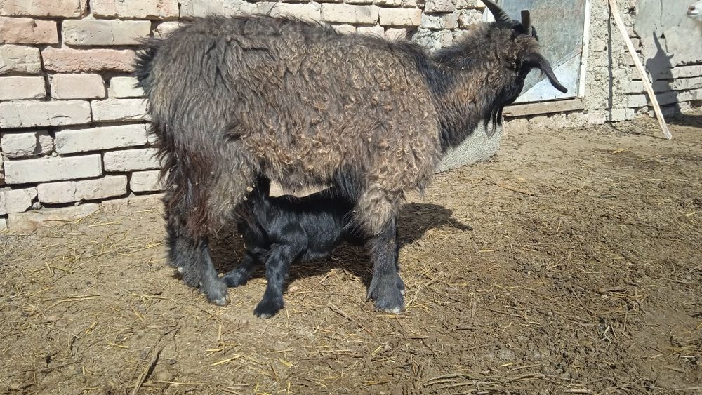 Ешкилер сатылымда .Продается козы.