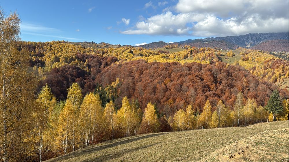 Teren extravilan Sat Pestera, Com. Moieciu