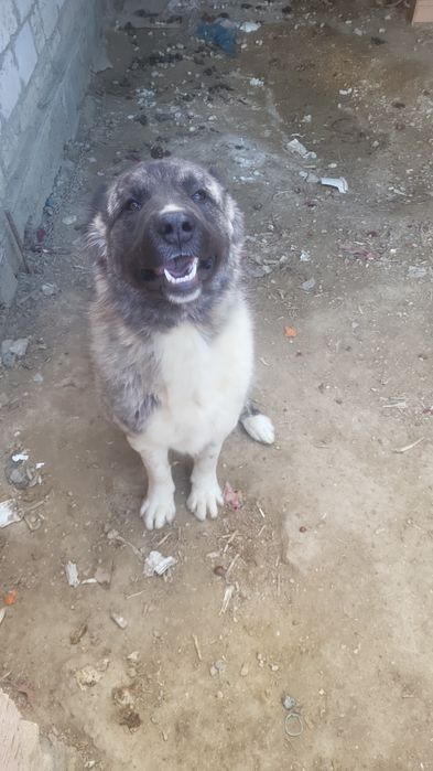 Алабай бір жылдық