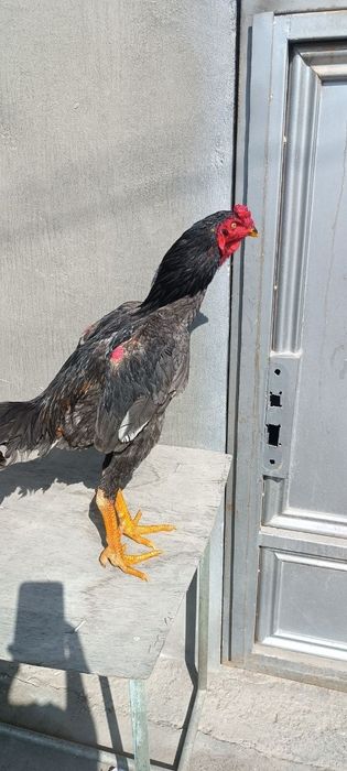 Кореец шоже сатылады