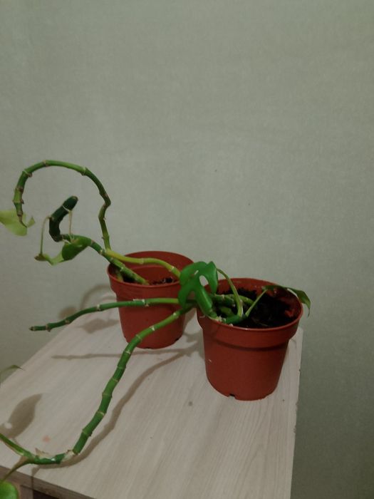 Отростки монстеры укориненые  1000 горшок