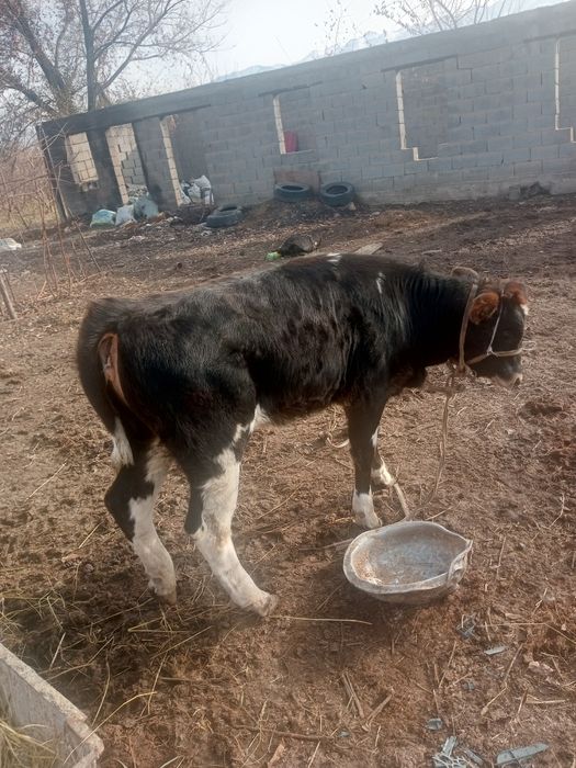 Срочно продам телку