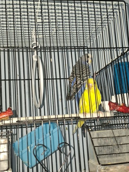 Пара сотилади 300 минг