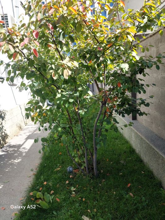 Все виды, обрезки   Ваших деревьев.