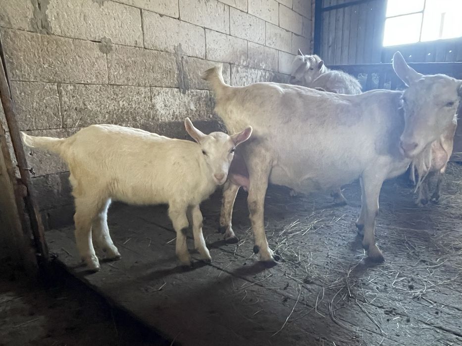 capre, iede si tap Saanen