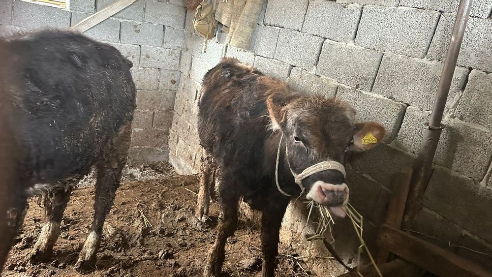 Бұқалар и тана сатылады