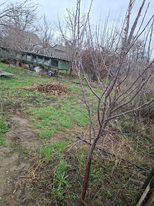 Продаётся дача на Кайнар Булаке