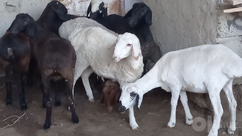 7 ta moda egiz barrala sotiladi