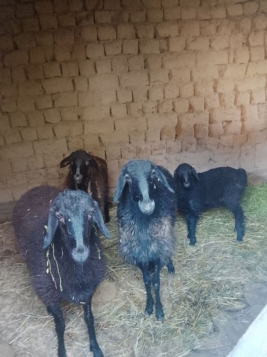 1 ta ona bola qoʻy va 2 ta qornida bolasi bor qoʻylar sotiladi