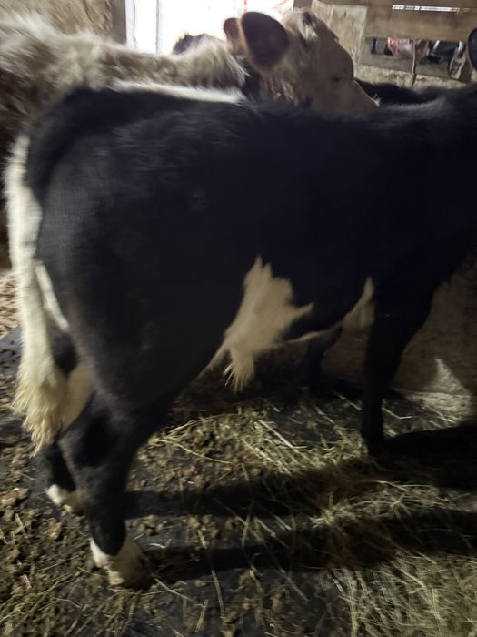 Vand o vitea si un tauras