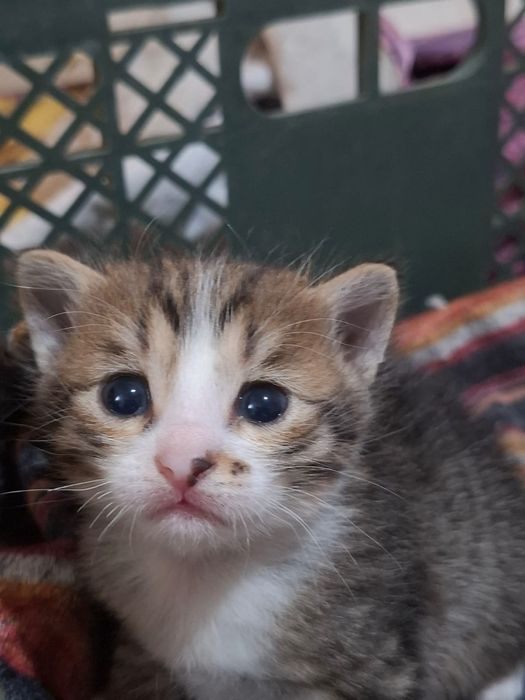 Отдам котят в хорошие руки. Мальчик и девочка. Подарите малышам дом!