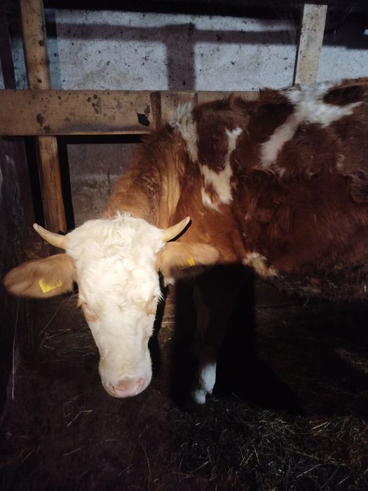 Vând junincă bălțată