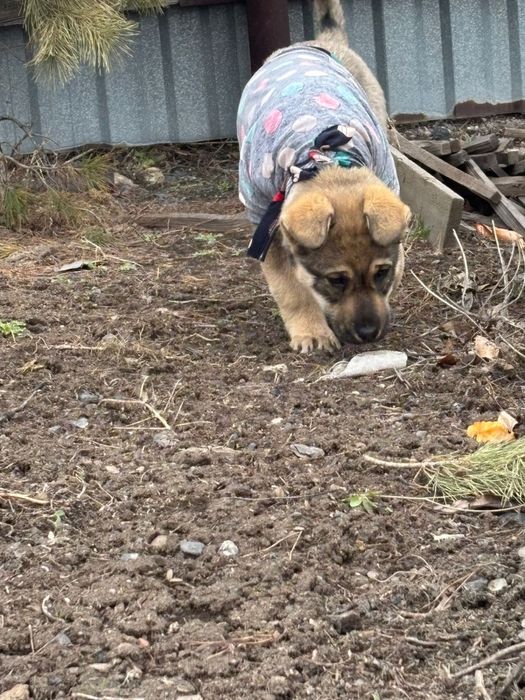 Ищем дом для щенка