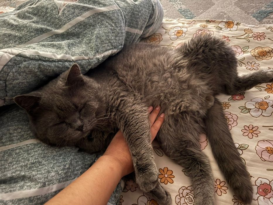 Продаём британский кошку