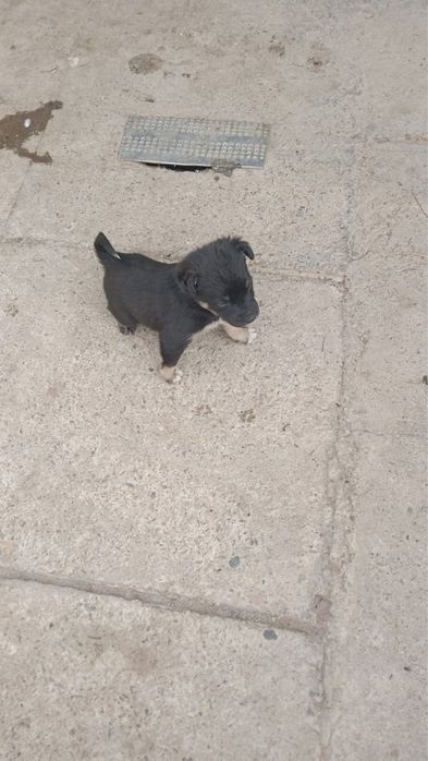 Отдам щенят  1,6 месяца