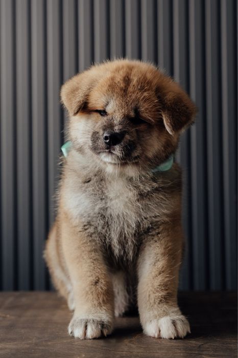 Щенки Акита Ину (Хатико)