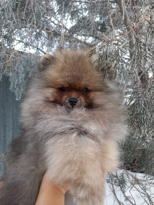 Очаровательные щенки остался 1 мальчик продаются

Дата