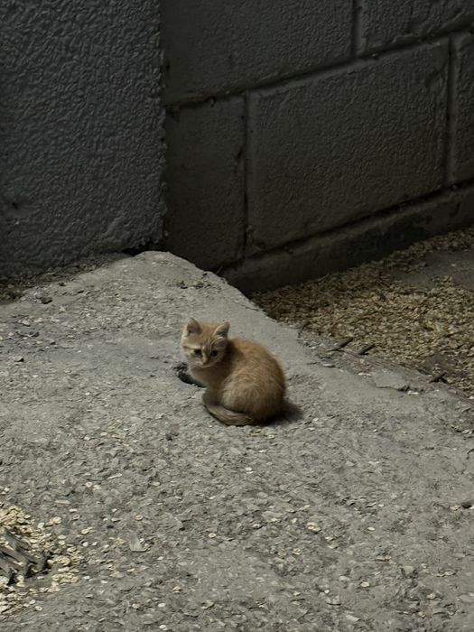 Маленький котенок