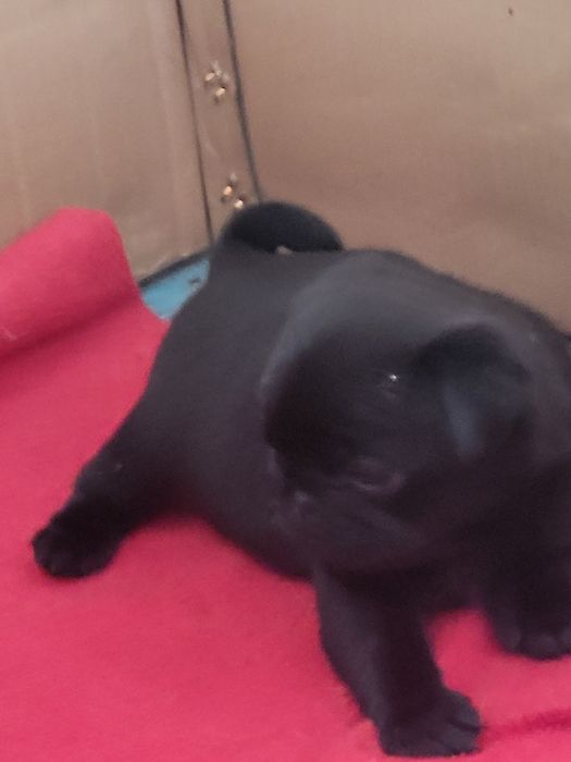 Продаются щенки мопса