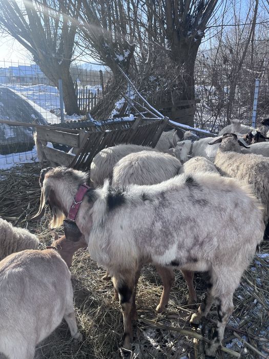 Vand tap Anglo Nubian