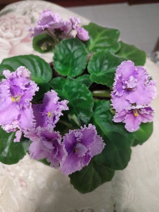 Фиалка сенполия 2000